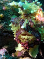 clown frogfish, malapascua island, cebu, philippines - ol... by Carlos Munda 